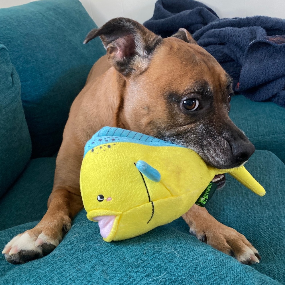 Meet your Posher, Brandon